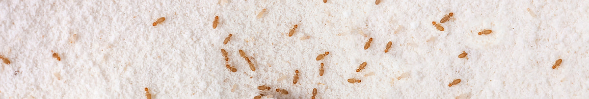 Buch- oder Rindenläuse, die in Mehl fressen. Kleine braune Trogium pulsatorium, gemeine Buchlaus in der heimischen Küche. Lebensmittelschädlinge Makroleben DraufsichtGrundpreis