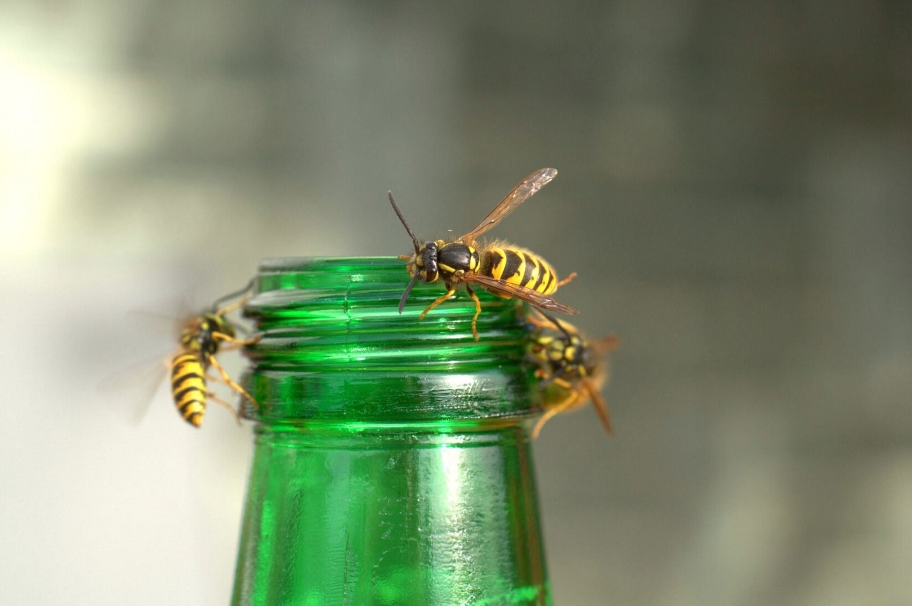 Wespen an einem Flaschenhals