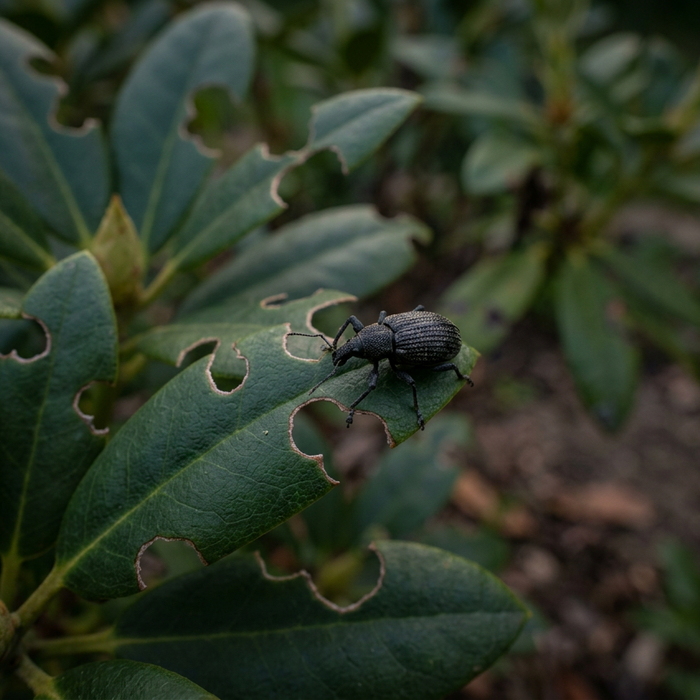L'huile de neem contre les charançons noirs : aide naturelle ou remède maison inefficace ?