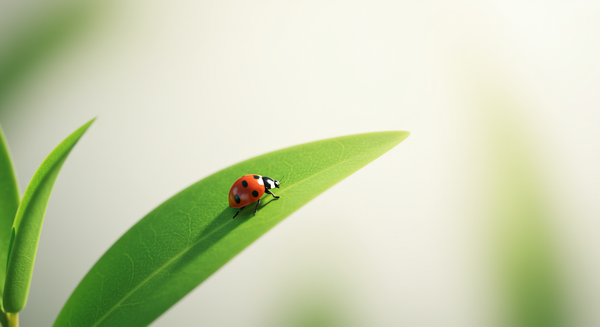 Insectes utiles au jardin : c'est ainsi que vous favorisez la protection naturelle des plantes