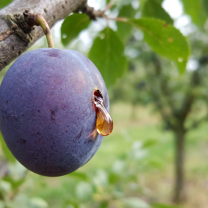 Schéma des dégâts causés par la teigne du prunier : prune mûre avec des gouttes de caoutchouc typiques au niveau du trou de forage