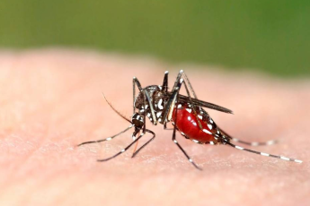 Qu'est-ce qui aide contre les piqûres de moustiques?