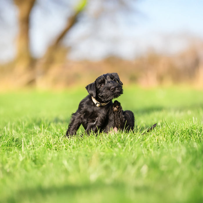 Ein sich kratzender Hund
