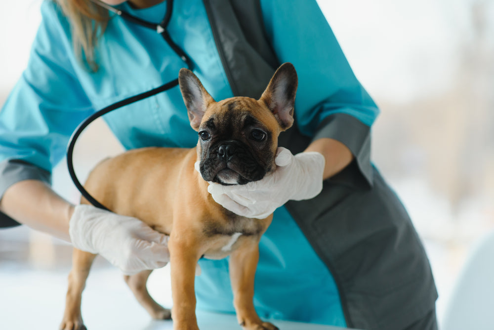 Traitement contre la Giardia chez le chien : tout ce que vous devez savoir 