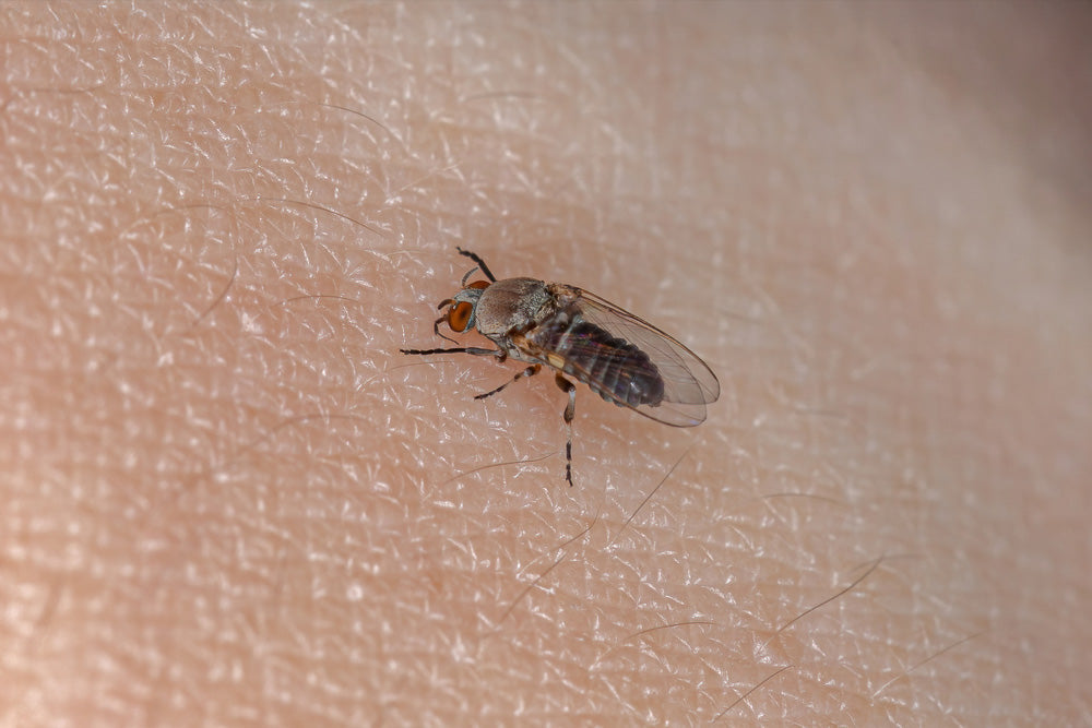 Ausgewachsene Kriebelmücke der Familie Simuliidae, die an der Haut eines Menschen Blut saugt