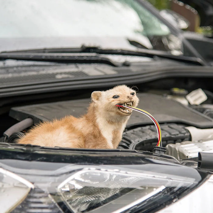 Marder - Beschädigung im Motorraum