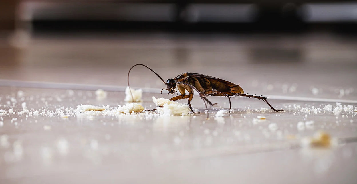Combattre les cafards dans votre maison : Comment se débarrasser des cafards 