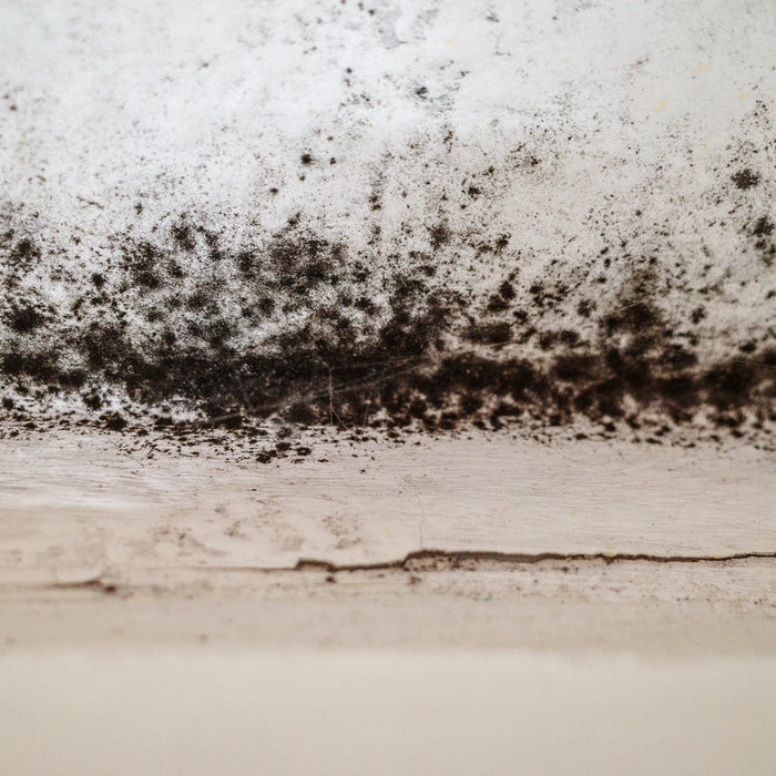 Fleck von Schimmel, Schimmel, Mehltau oder Pilz auf weißer Wand über dem Fenster.