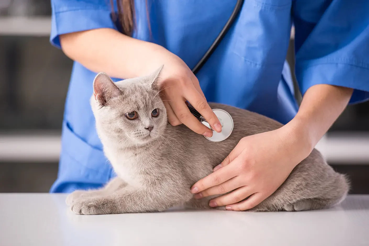 Symptômes de la Giardia chez le chat : les 6 signes les plus courants et le meilleur traitement 