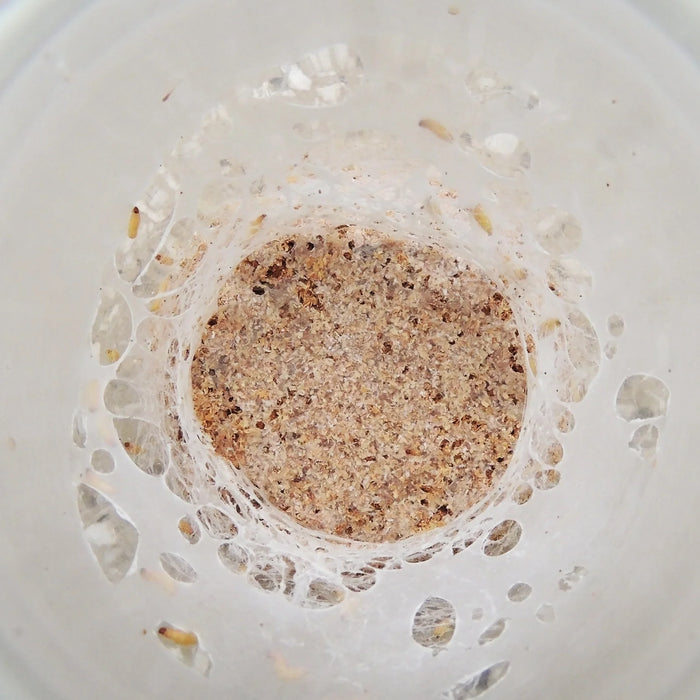 Milbenkolonie im Glas mit Kleie