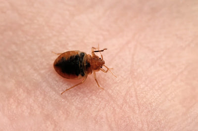 Punaise de lit Cimex lectularius sur la peau humaine.