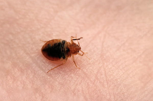 Bugs