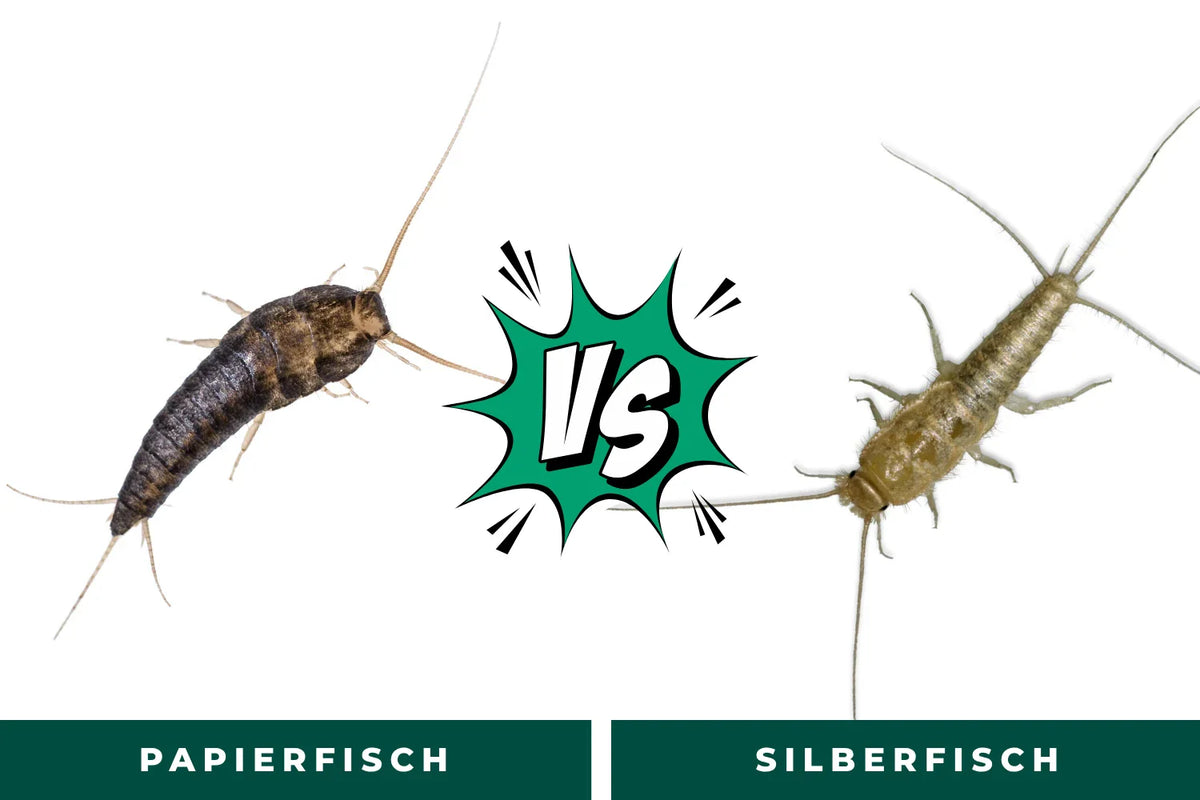 Vergleichsbild von zwei Insektenarten: Links ein dunkler, schuppig wirkender Silberfisch, rechts ein heller, bräunlicher Papierfisch. In der Mitte steht ein grünes „VS“-Symbol. Unter den Bildern befinden sich Beschriftungen „Silberfisch“ und „Papierfisch“