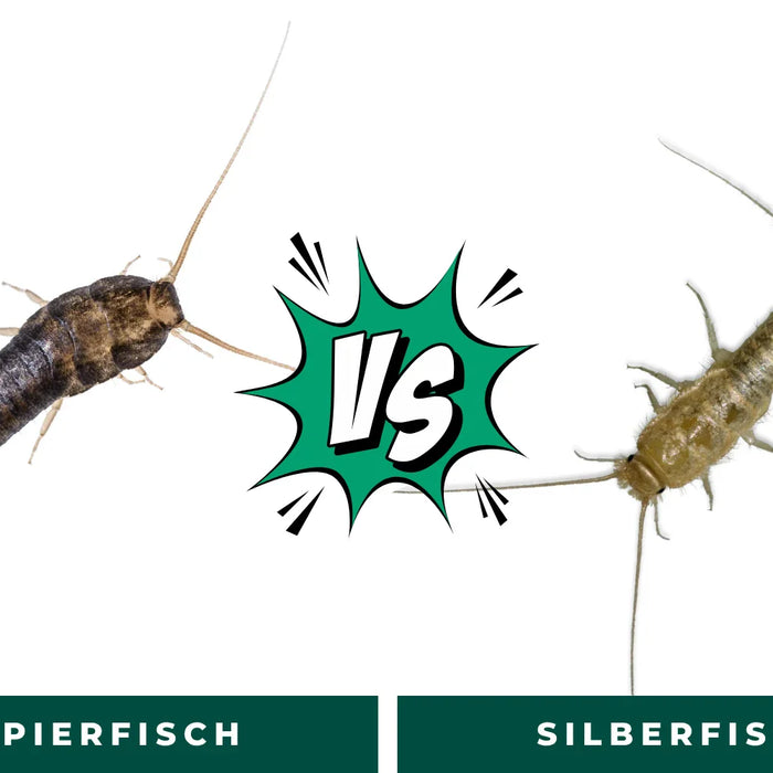 Vergleichsbild von zwei Insektenarten: Links ein dunkler, schuppig wirkender Silberfisch, rechts ein heller, bräunlicher Papierfisch. In der Mitte steht ein grünes „VS“-Symbol. Unter den Bildern befinden sich Beschriftungen „Silberfisch“ und „Papierfisch“