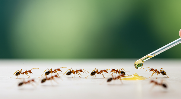 Superkolonie bei Ameisen: Phänomen und Auswirkungen
