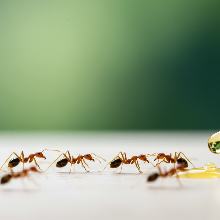 Superkolonie bei Ameisen: Phänomen und Auswirkungen