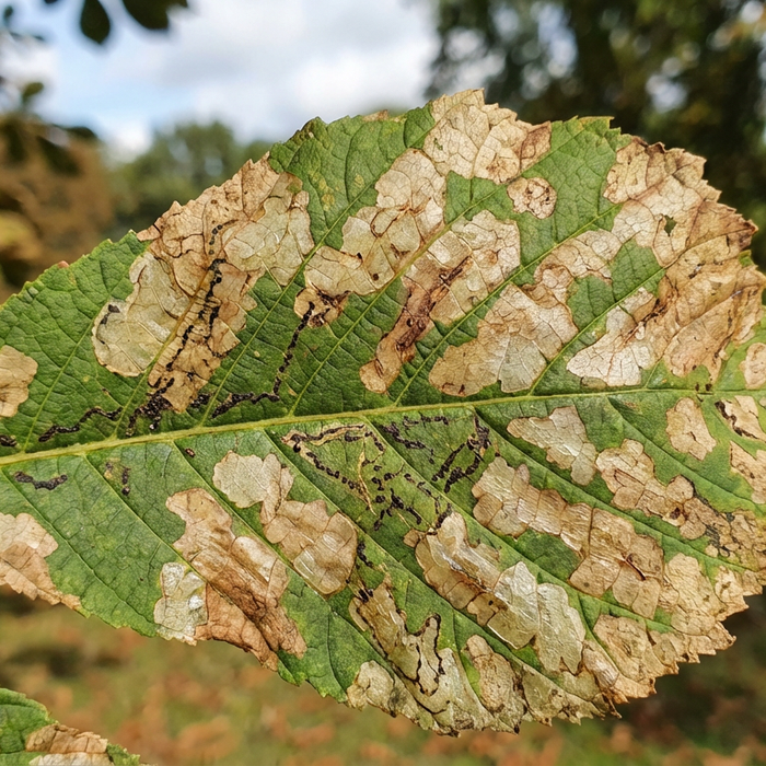 Kastanienminiermotte Steckbrief: Ursprung, Schadbild und effektive Bekämpfung
