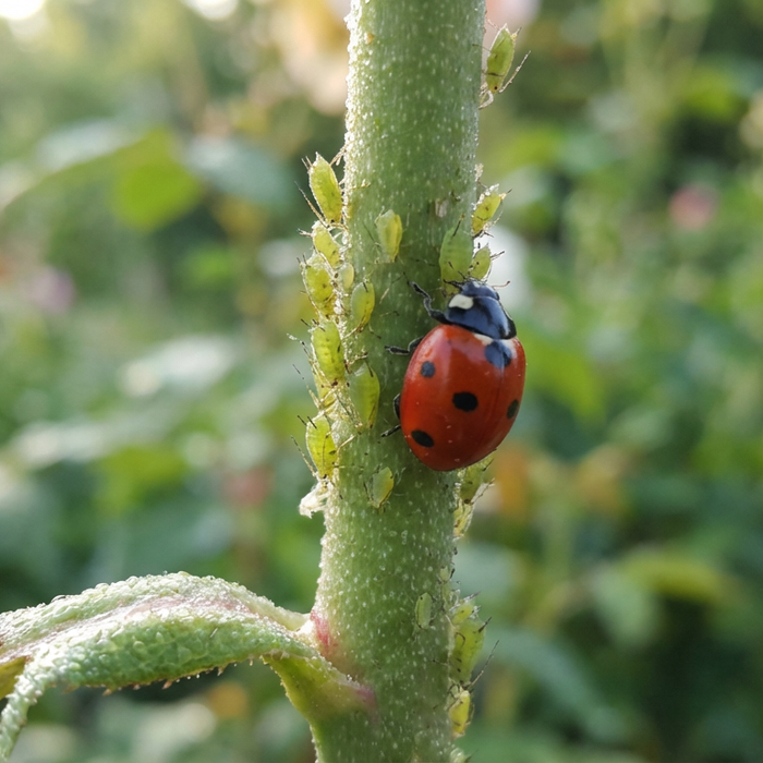 Gros plan de pucerons verts sur une tige de rose avec une coccinelle comme prédateur naturel.