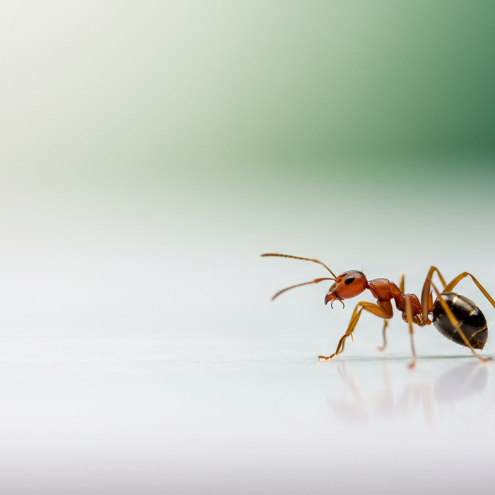 Wie viele Beine haben Ameisen: Anatomie der Insekten