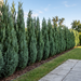 Blaue Säulen-Scheinzypresse 'Columnaris' als schmale, blaugrüne Hecke von etwa 2 m Höhe im Garten – KI-generierte Beispielabbildung