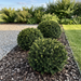 Eiben-Kugeln (Taxus baccata) als dunkelgrüne, exakt geschnittene Formgehölze im Gartenbeet – KI-generierte Beispielabbildung