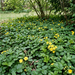 Golderdbeere als flacher, wintergrüner Bodendecker mit goldgelben Blüten im Gartenbeet – KI-generierte Beispielabbildung