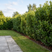 Kirschlorbeer 'Bonaparte' als kompakte, stark glänzende Hecke von etwa 1,6 m Höhe im Garten – KI-generierte Beispielabbildung
