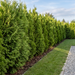 Lebensbaum 'Brabant' als frischgrüne Thuja-Hecke von etwa 2 m Höhe im Garten – KI-generierte Beispielabbildung