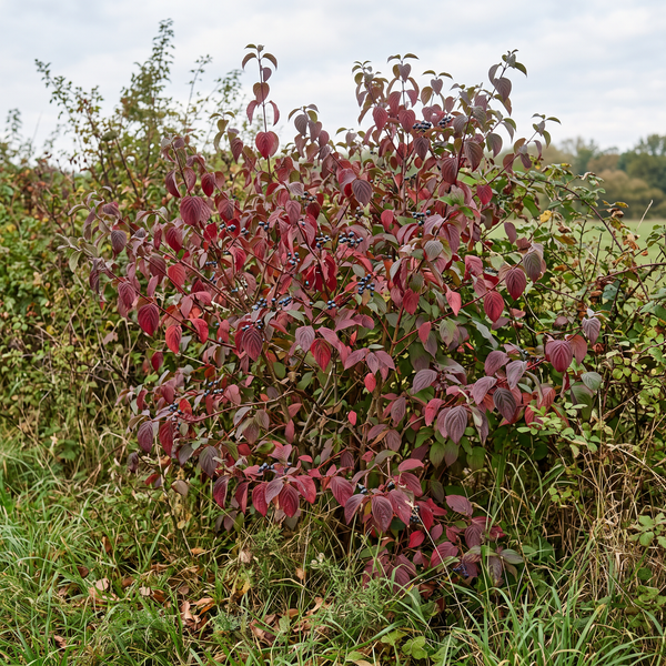 Roter Hartriegel als Wildstrauch mit blutroter Herbstfärbung in einer naturnahen Hecke – KI-generierte Beispielabbildung