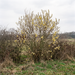 Sal-Weide mit silbrig-gelben Weidenkätzchen als Großstrauch in der Wildhecke im Vorfrühling – KI-generierte Beispielabbildung
