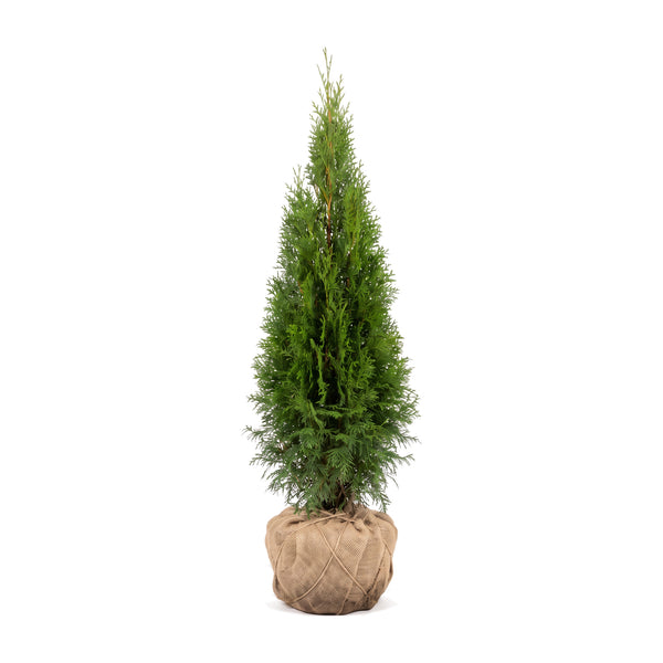 Thuja 'Smaragd' avec motte en toile de jute, détouré – port conique étroit et dense (illustration générée par IA)