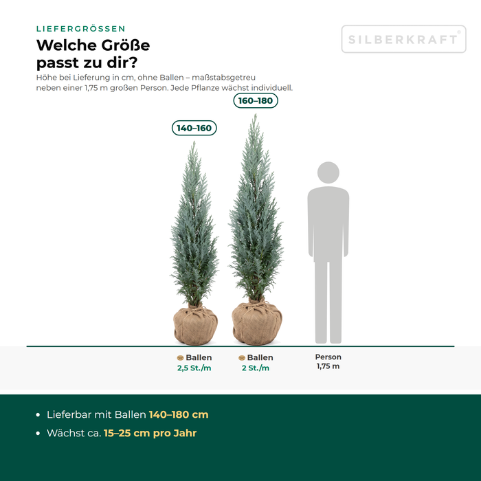 Tailles de livraison Cyprès de Lawson 'Columnaris' bleu : avec motte 140–180 cm – à l'échelle à côté d'une personne de 1,75 m