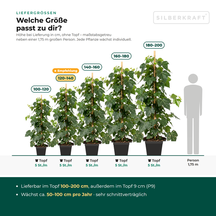 Tailles de livraison du lierre à grandes feuilles 'Hibernica' : en pot 100–120, 140–200 cm, ainsi qu'en pot 9 cm (P9) – à l'échelle à côté d'une personne de 1,75 m
