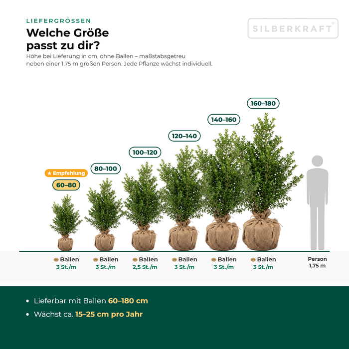 Tailles de livraison du houx japonais 'Green Hedge' : avec motte 60–140, 160–180 cm – à l'échelle à côté d'une personne de 1,75 m