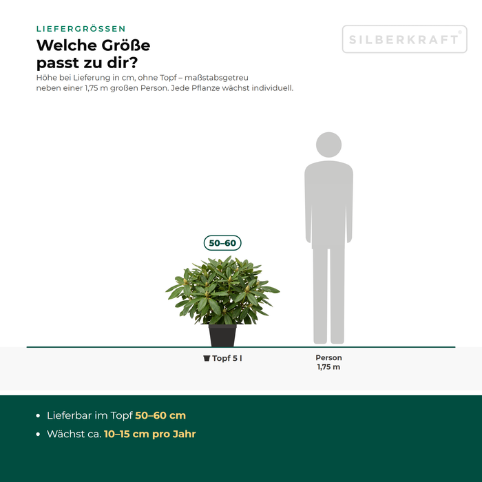 Tailles de livraison Rhododendron 'Cunningham's White' : en pot 50–60 cm – à l'échelle à côté d'une personne de 1,75 m