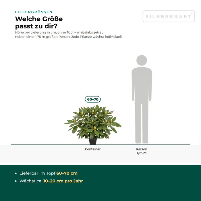 Tailles de livraison Rhododendron 'Nova Zembla' : en pot 60–70 cm – à l'échelle à côté d'une personne de 1,75 m
