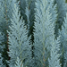 Gros plan sur un faux-cyprès de Lawson 'Columnaris' (Chamaecyparis lawsoniana 'Columnaris') : branches avec feuilles en écailles – illustration générée par IA