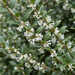 Gros plan sur un osmanthe de Burkwood (Osmanthus × burkwoodii) : petites fleurs blanches et feuillage coriace – illustration générée par IA