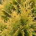 Gros plan sur un faux cyprès jaune 'Ivonne' (Chamaecyparis lawsoniana 'Ivonne') : branches avec feuilles en écailles – illustration générée par IA
