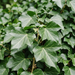 Gros plan sur un lierre à grandes feuilles 'Hibernica' (Hedera hibernica (syn. Hedera helix 'Hibernica')) : grandes feuilles lobées – illustration générée par IA
