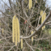 Gros plan sur un noisetier (Corylus avellana) : chatons mâles et fleurs femelles rouges au début du printemps – illustration générée par IA
