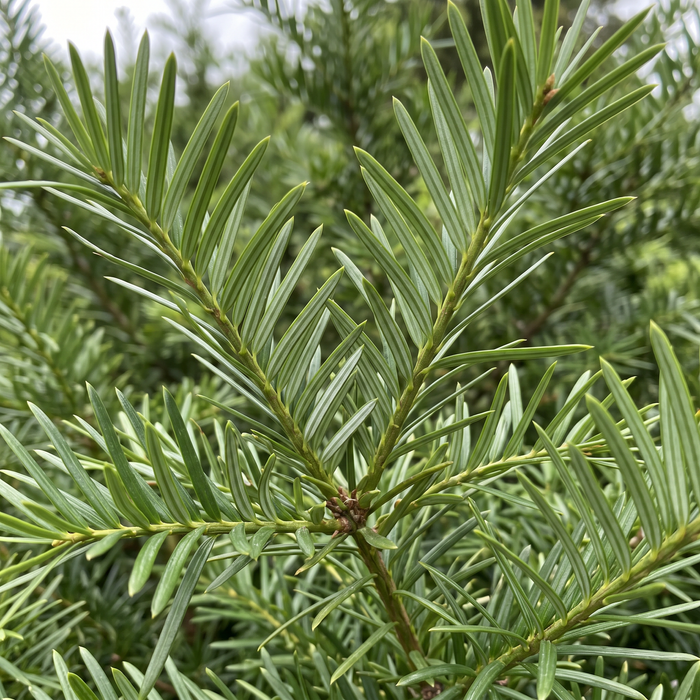 Gros plan sur un céphalotaxus de Harrington (Cephalotaxus harringtonia) : aiguilles – image d'illustration générée par IA