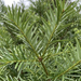 Gros plan sur un céphalotaxus de Harrington (Cephalotaxus harringtonia) : aiguilles – image d'illustration générée par IA
