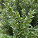 Gros plan sur le houx japonais 'Caroline Upright' (Ilex crenata 'Caroline Upright') : feuilles et pousses – image d'illustration générée par IA