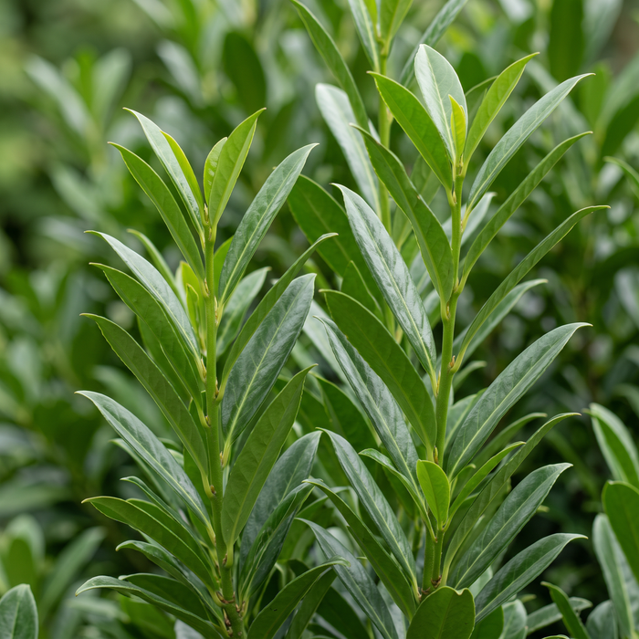 Gros plan sur un laurier-cerise 'Genolia' (Prunus laurocerasus 'Mariblon' (Genolia®)) : feuilles et pousses – illustration générée par IA