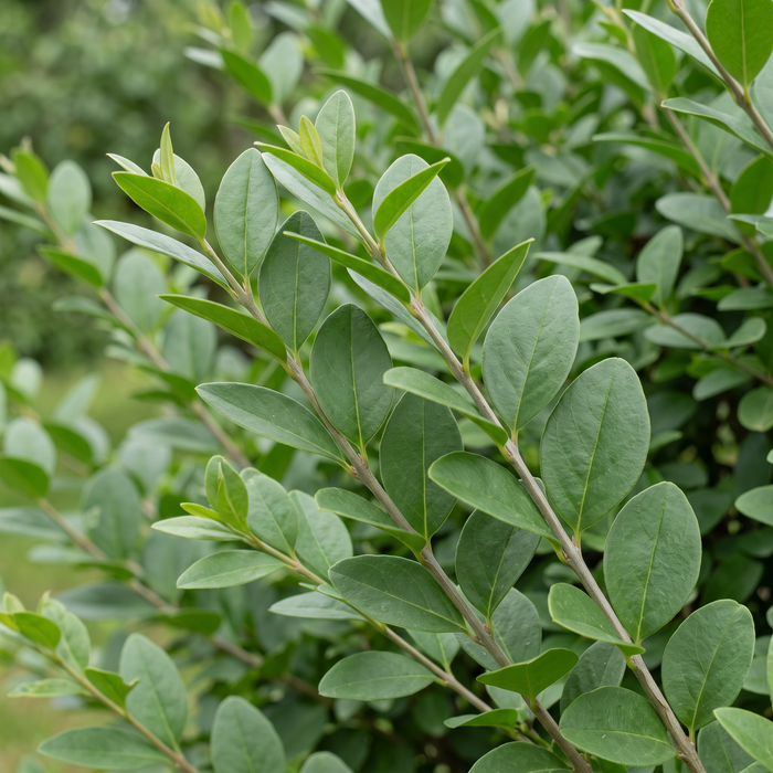 Gros plan sur un troène à feuilles ovales (Ligustrum ovalifolium) : feuilles et pousses – exemple d'illustration généré par IA