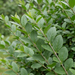 Gros plan sur un troène à feuilles ovales (Ligustrum ovalifolium) : feuilles et pousses – exemple d'illustration généré par IA