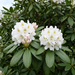 Gros plan sur un Rhododendron 'Cunningham's White' (Rhododendron (hybride caucasicum) 'Cunningham's White') : inflorescence – illustration générée par IA à titre d'exemple