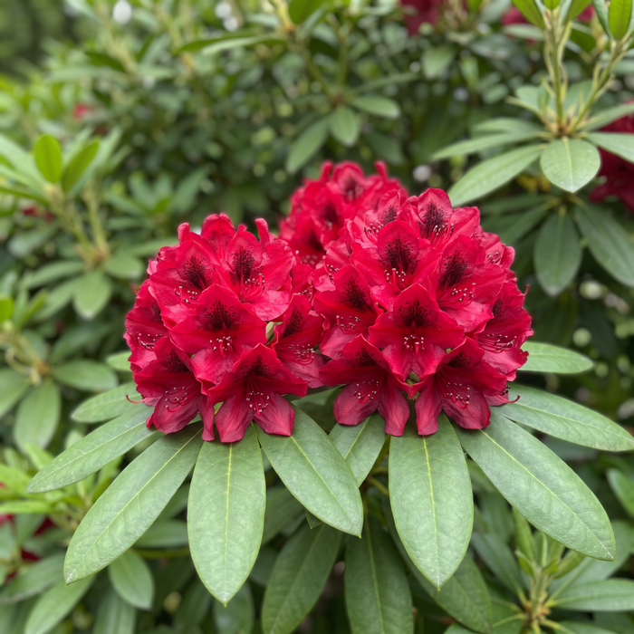 Gros plan sur un Rhododendron 'Nova Zembla' (Rhododendron (hybride de Catawbiense) 'Nova Zembla') : inflorescence – illustration générée par IA