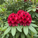 Gros plan sur un Rhododendron 'Nova Zembla' (Rhododendron (hybride de Catawbiense) 'Nova Zembla') : inflorescence – illustration générée par IA